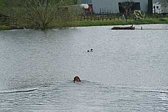 Ritka in pond